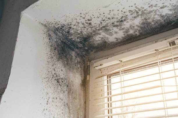Affordable Mold Remediation solutions in Audubon, NJ
